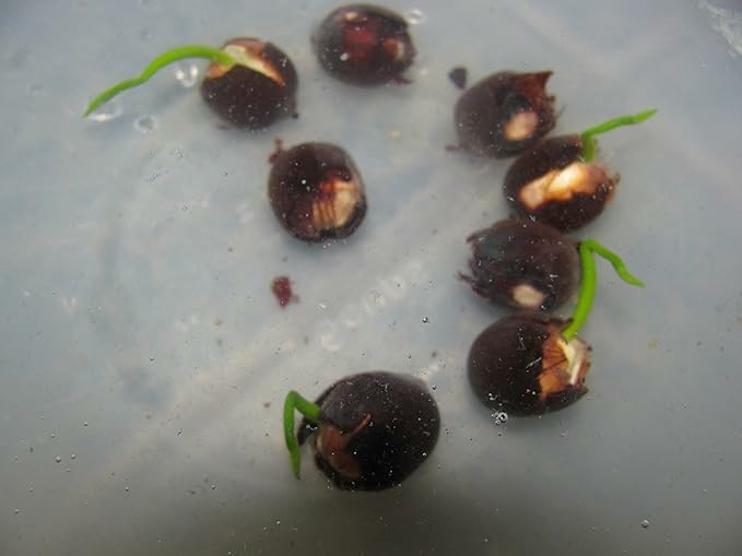 Lotus Flower Seeds for Home & Garden – Easy to Grow, Premium Quality Pack