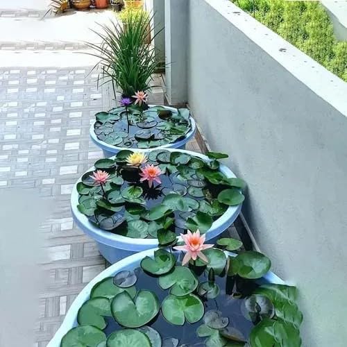 Lotus Flower Seeds for Home & Garden – Easy to Grow, Premium Quality Pack