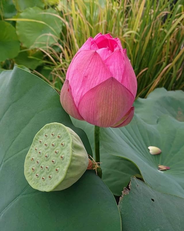 Lotus Flower Seeds for Home & Garden – Easy to Grow, Premium Quality Pack