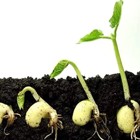 Vermicompost Fertilizer for Plants | 100% Organic Natural Manure for Healthy Growth (Pack of 2)