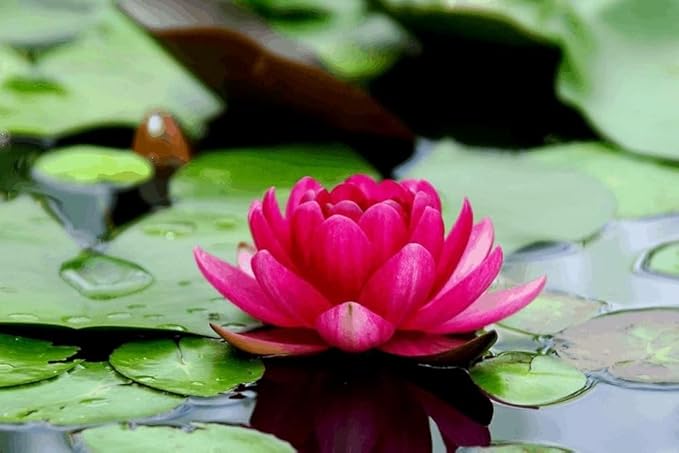Lotus Flower Seeds for Home & Garden – Easy to Grow, Premium Quality Pack