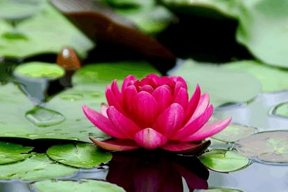 Lotus Flower Seeds for Home & Garden – Easy to Grow, Premium Quality Pack