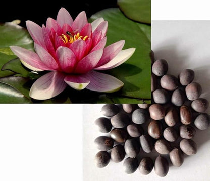 Lotus Flower Seeds for Home & Garden – Easy to Grow, Premium Quality Pack