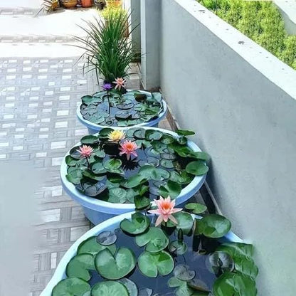 Lotus Flower Seeds for Home & Garden – Easy to Grow, Premium Quality Pack