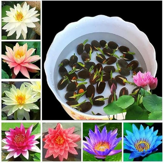 Lotus Flower Seeds for Home & Garden – Easy to Grow, Premium Quality Pack