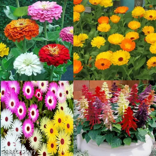 Mixed Flower Seeds – Easy to Grow, Ready-to-Use Pack with User Manual (High Germination, Full Sun Plants)
