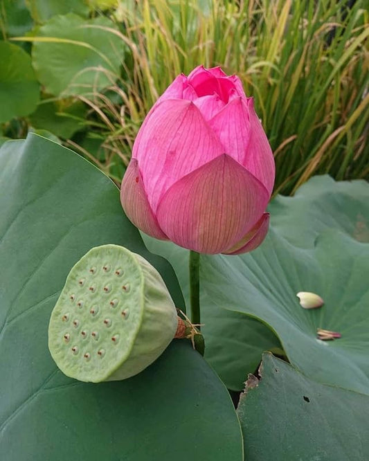 Lotus Flower Seeds for Home & Garden – Easy to Grow, Premium Quality Pack