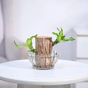 Green Lucky Brazil Wood Potted Plant (Pack of 2) – Indoor Decorative Shrub, Organic, Feng Shui Inspired