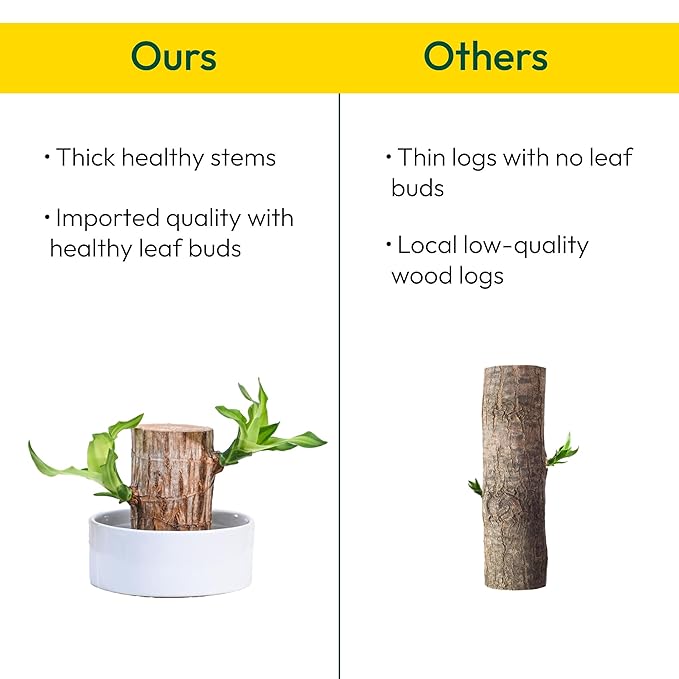 Green Lucky Brazil Wood Potted Plant (Pack of 2) – Indoor Decorative Shrub, Organic, Feng Shui Inspired