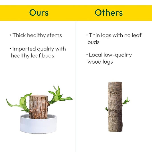 Green Lucky Brazil Wood Potted Plant (Pack of 2) – Indoor Decorative Shrub, Organic, Feng Shui Inspired