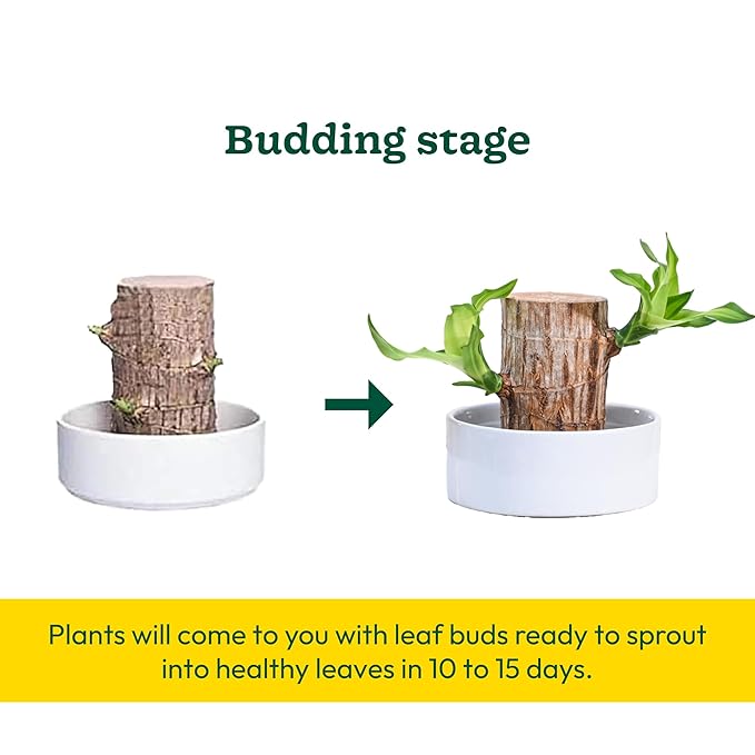 Green Lucky Brazil Wood Potted Plant (Pack of 2) – Indoor Decorative Shrub, Organic, Feng Shui Inspired